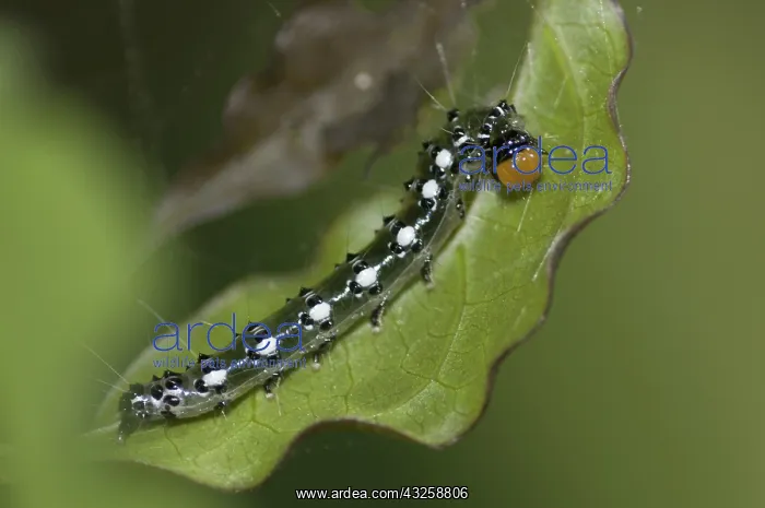 : 80188417 Caterpillar - with long hairs for protection : 80188417 Caterpillar - with long hairs for protection