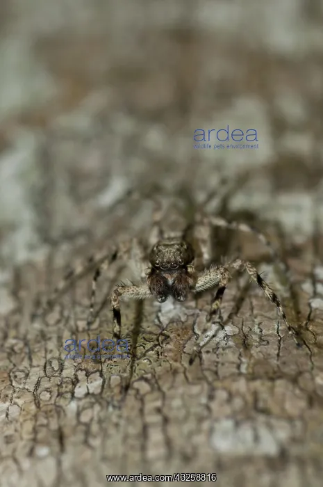 : 80188419 Jumping Spider - (Aranaea order) camouflaged : 80188419 Jumping Spider - (Aranaea order) camouflaged