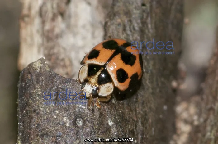 : 80188421 Harlequin Ladybird - on tree (becoming : 80188421 Harlequin Ladybird - on tree (becoming