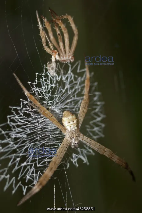 : 80188424 Spider - with lace-like patterned web (stabilimentu : 80188424 Spider - with lace-like patterned web (stabilimentu