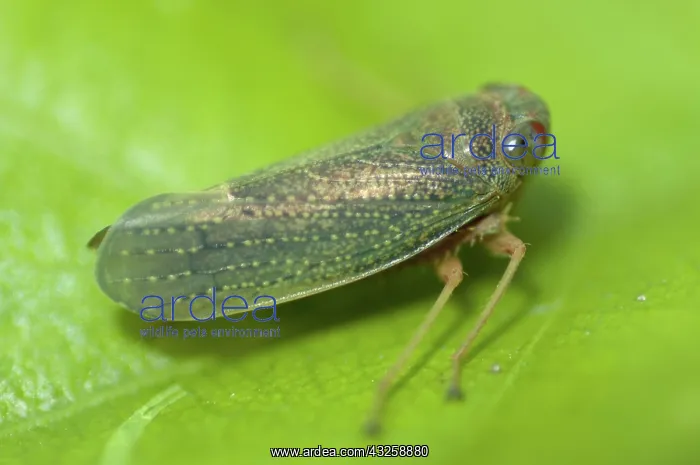 : 80188426 Leafhopper - (Hemiptera order) Klungkung : 80188426 Leafhopper - (Hemiptera order) Klungkung