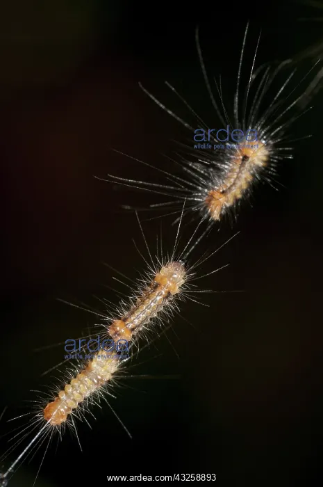 : 80188427 Caterpillars - juveniles with long hairs : 80188427 Caterpillars - juveniles with long hairs