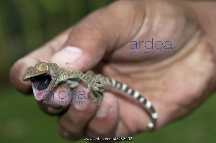 : 80188428 Tokay Gecko - with mouth open in hand Klungkung : 80188428 Tokay Gecko - with mouth open in hand Klungkung