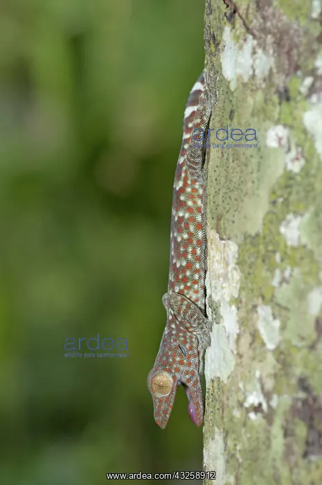 : 80188429 Tokay Gecko - in tree Klungkung, Bali : 80188429 Tokay Gecko - in tree Klungkung, Bali