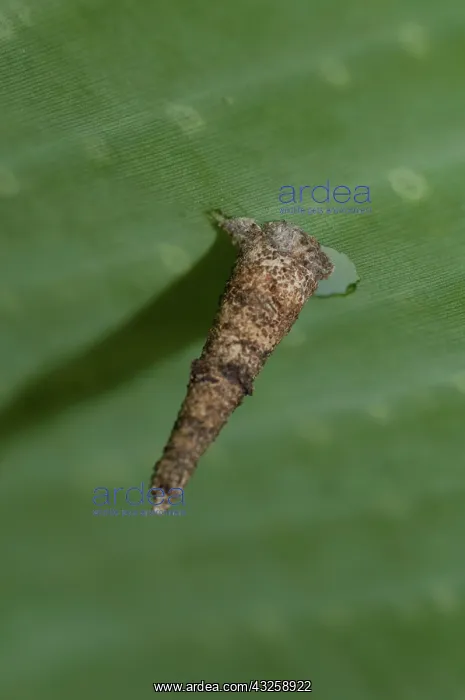 : 80188430 Cone Case Moth - (Lepidoptera order) larvae : 80188430 Cone Case Moth - (Lepidoptera order) larvae
