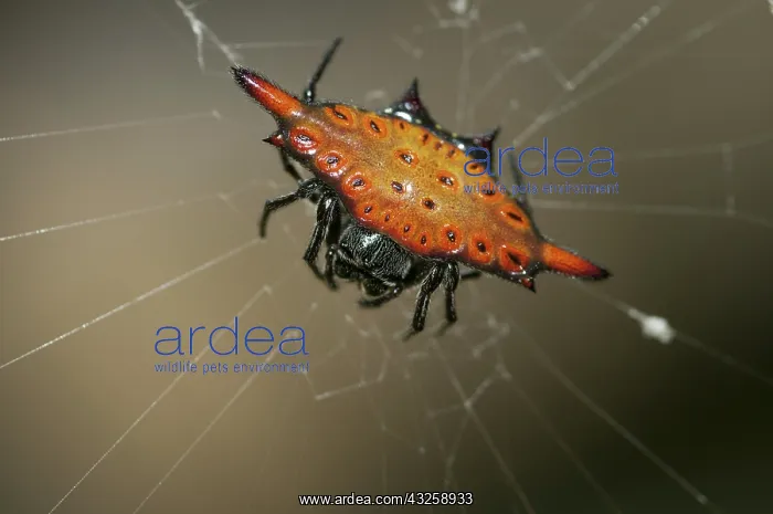 : 80188431 Crablike Spiny Orbweaver Spider - on web : 80188431 Crablike Spiny Orbweaver Spider - on web
