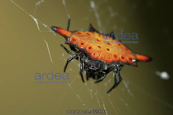 : 80188432 Crablike Spiny Orbweaver Spider - on web : 80188432 Crablike Spiny Orbweaver Spider - on web