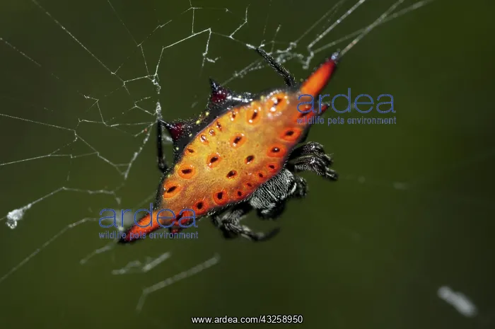 : 80188433 Crablike Spiny Orbweaver Spider - on web : 80188433 Crablike Spiny Orbweaver Spider - on web