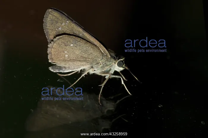  : 80188434 Moth Klungkung, Bali, Indonesia Lepidoptera