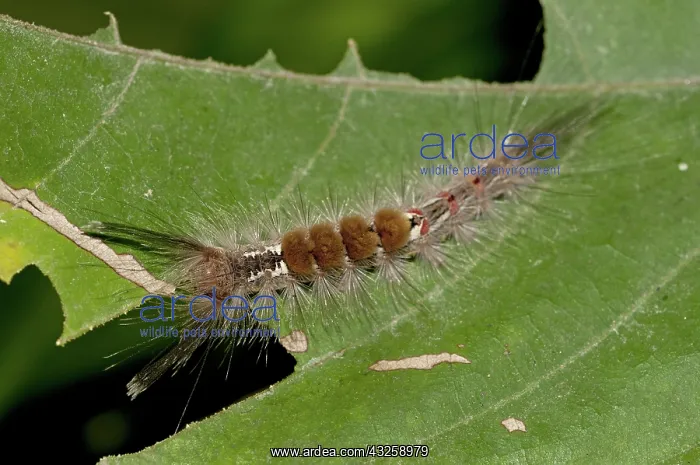 : 80188436 Tussock Moth Caterpillar - (Lepidoptera : 80188436 Tussock Moth Caterpillar - (Lepidoptera