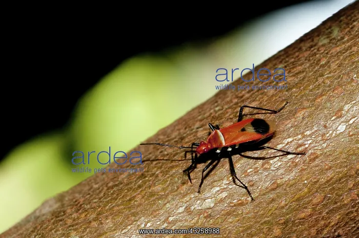  : 80188437 True Bug - on tree branch Klungkung, Bali