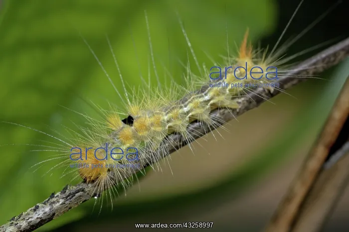 : 80188438 Caterpillar - with long hairs for protection : 80188438 Caterpillar - with long hairs for protection