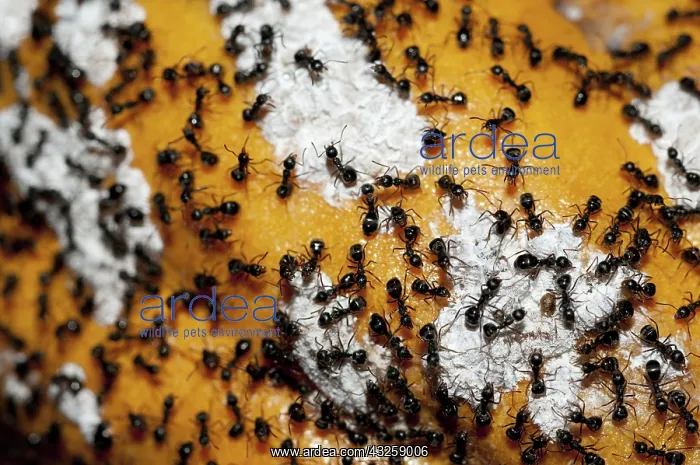  : 80188439 Black Ants - guarding white Mealybugs (Hemiptera