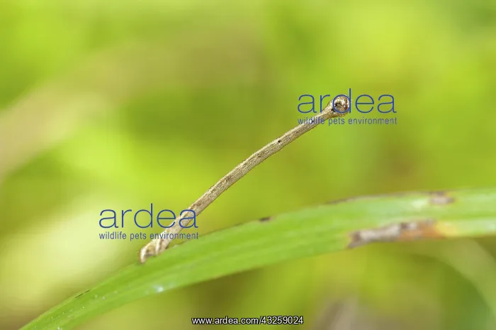 : 80188441 Inchworm - on leaf Klungkung, Bali, Indonesia : 80188441 Inchworm - on leaf Klungkung, Bali, Indonesia