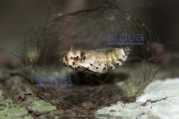 : 80188442 Caterpillar - chrysalis Inside cage made : 80188442 Caterpillar - chrysalis Inside cage made