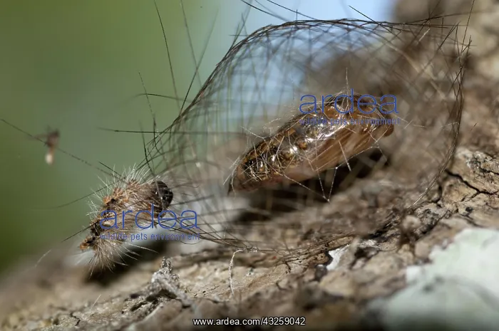 : 80188443 Caterpillar - chrysalis Inside cage made : 80188443 Caterpillar - chrysalis Inside cage made