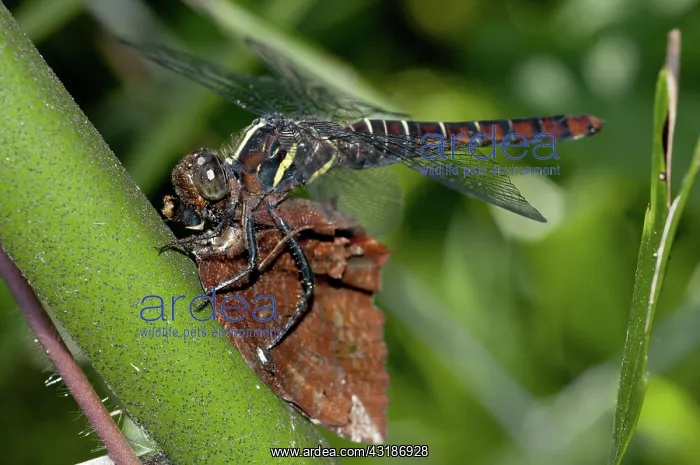: 80188445 Dragonfly - (Odonata order) eating Common : 80188445 Dragonfly - (Odonata order) eating Common