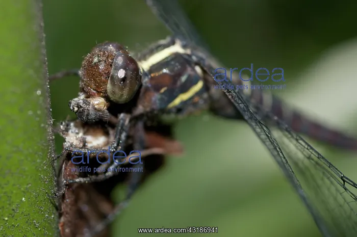 : 80188446 Dragonfly - (Odonata order) eating Common : 80188446 Dragonfly - (Odonata order) eating Common