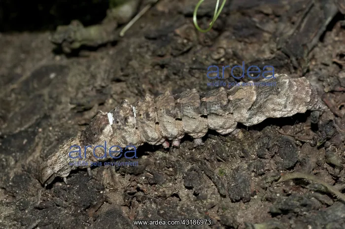 : 80188449 Hawkmoth Caterpillar Klungkung, Bali, Indonesia : 80188449 Hawkmoth Caterpillar Klungkung, Bali, Indonesia
