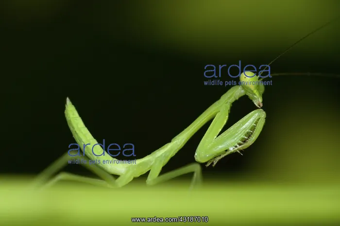 : 80188453 Praying Mantis - on leaf Klungkung, Bali : 80188453 Praying Mantis - on leaf Klungkung, Bali