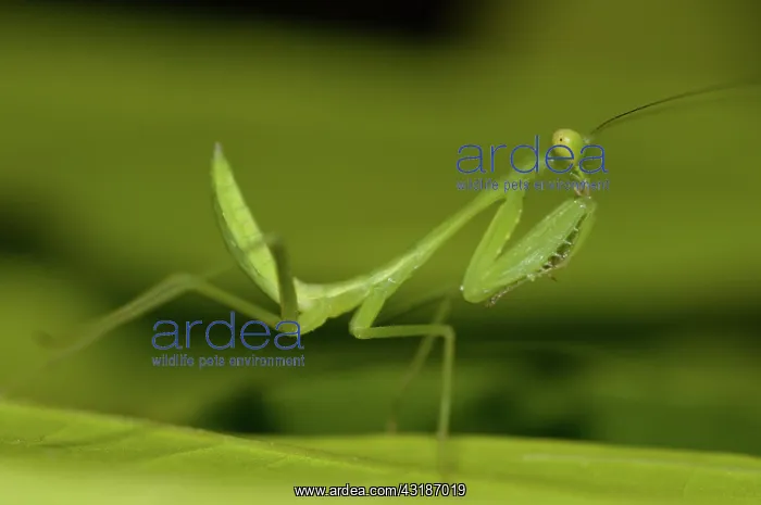  : 80188454 Praying Mantis - on leaf Klungkung, Bali