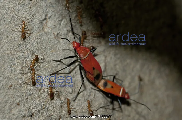: 80188457 True Bugs - mating on tree branch Klungkung : 80188457 True Bugs - mating on tree branch Klungkung