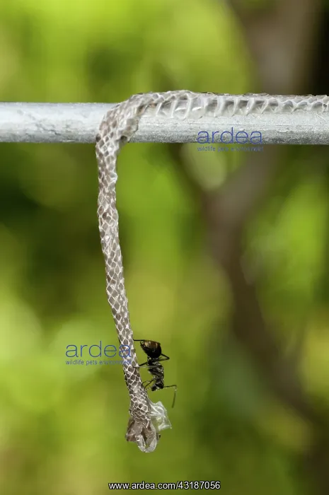 : 80188458 Snake skin - on fence Klungkung, Bali : 80188458 Snake skin - on fence Klungkung, Bali