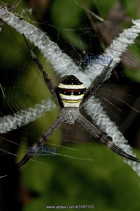 : 80188464 St. Andrew's Cross Spider - female on web : 80188464 St. Andrew's Cross Spider - female on web