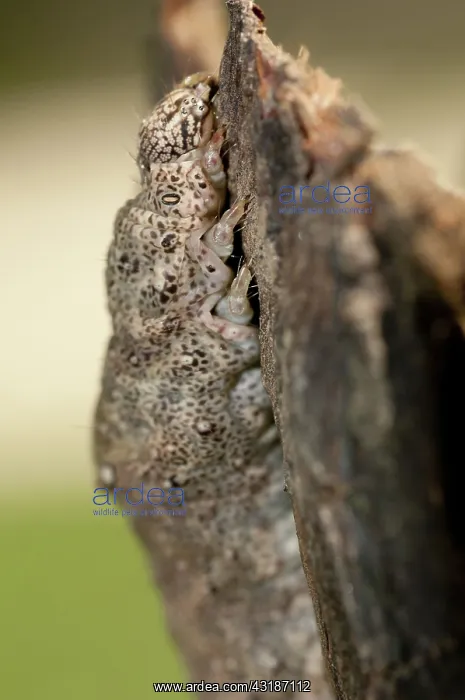 : 80188465 Hawkmoth Caterpillar Klungkung, Bali, Indonesia : 80188465 Hawkmoth Caterpillar Klungkung, Bali, Indonesia