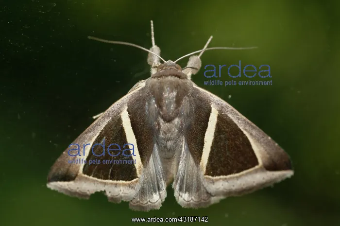 : 80188468 Owlet Moth - with unusual pattern Klungkung : 80188468 Owlet Moth - with unusual pattern Klungkung
