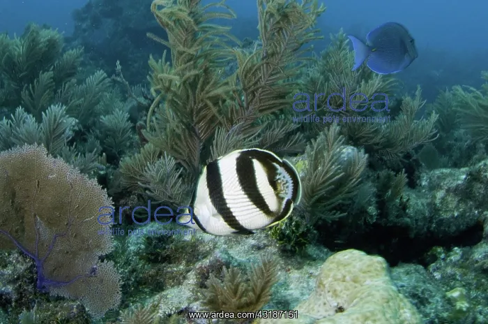 : 80188469 Banded Butterflyfish Molasses Reef, Key : 80188469 Banded Butterflyfish Molasses Reef, Key