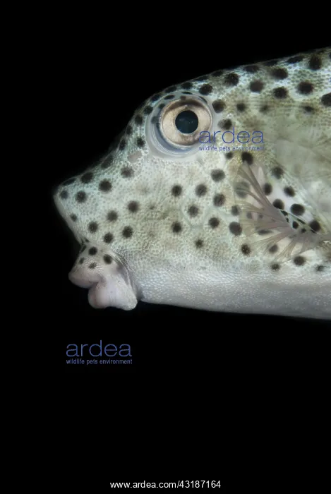 : 80188471 Shortnose Boxfish - Juvenile during night : 80188471 Shortnose Boxfish - Juvenile during night
