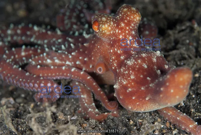 : 80188472 Starry Night Octopus - during night dive : 80188472 Starry Night Octopus - during night dive