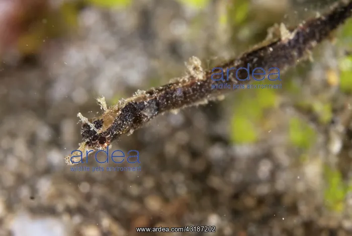  : 80188475 Shortpouch Pygmy Pipehorse Pantai Parigi