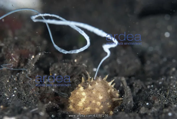 : 80188477 Volcano Sea Cucumber - ejecting sperm TK1 : 80188477 Volcano Sea Cucumber - ejecting sperm TK1