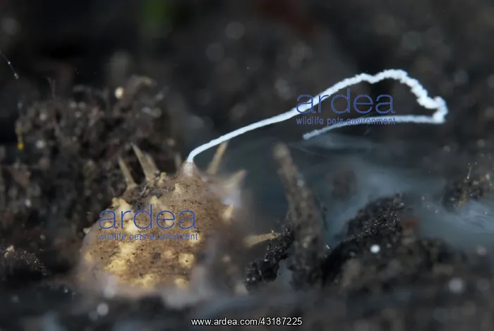 : 80188478 Volcano Sea Cucumber - ejecting sperm TK1 : 80188478 Volcano Sea Cucumber - ejecting sperm TK1