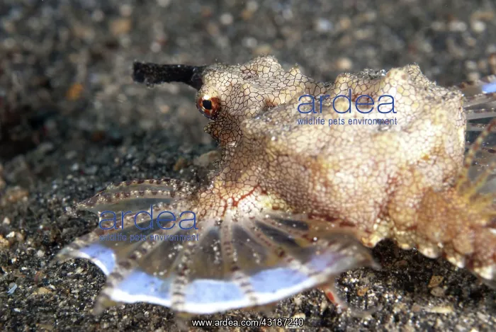 : 80188480 Pegasus Seamoth - crawling on sand Tanjung : 80188480 Pegasus Seamoth - crawling on sand Tanjung