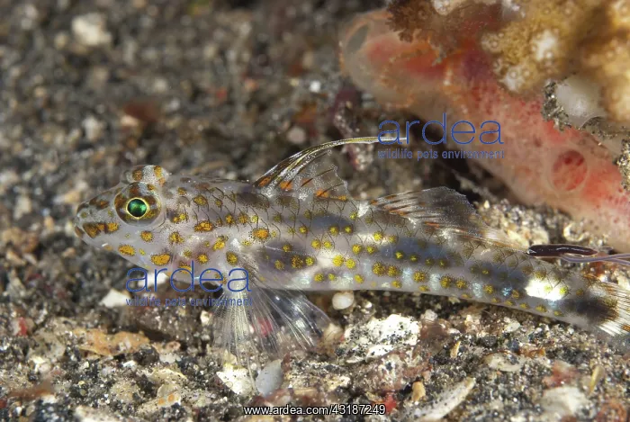: 80188481 Blotched Goby - on black sand Tanjung Slope : 80188481 Blotched Goby - on black sand Tanjung Slope