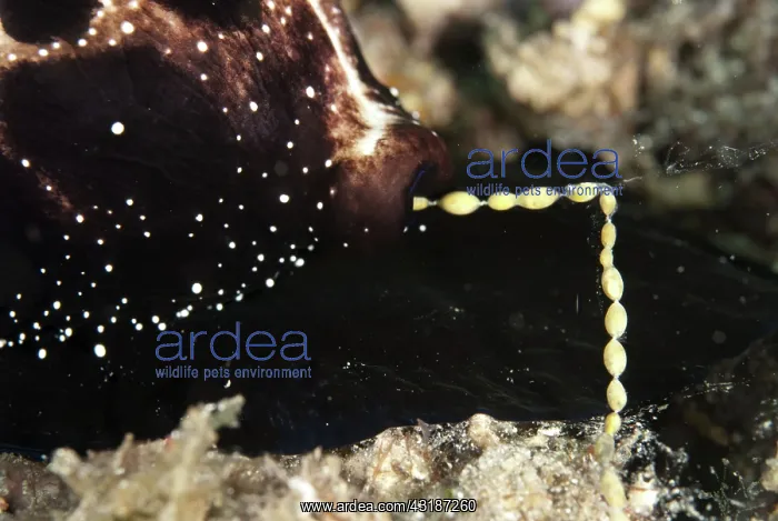 : 80188482 Egg Cowrie - laying string of eggs Tanjung : 80188482 Egg Cowrie - laying string of eggs Tanjung