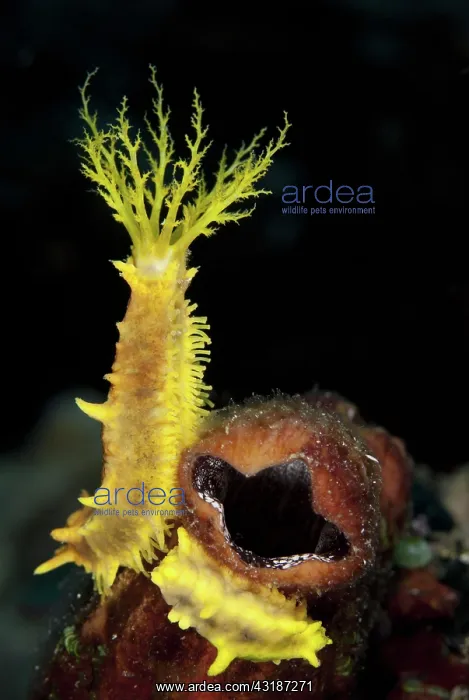 : 80188484 Sea Cucumber - with feeding tentacles extended : 80188484 Sea Cucumber - with feeding tentacles extended