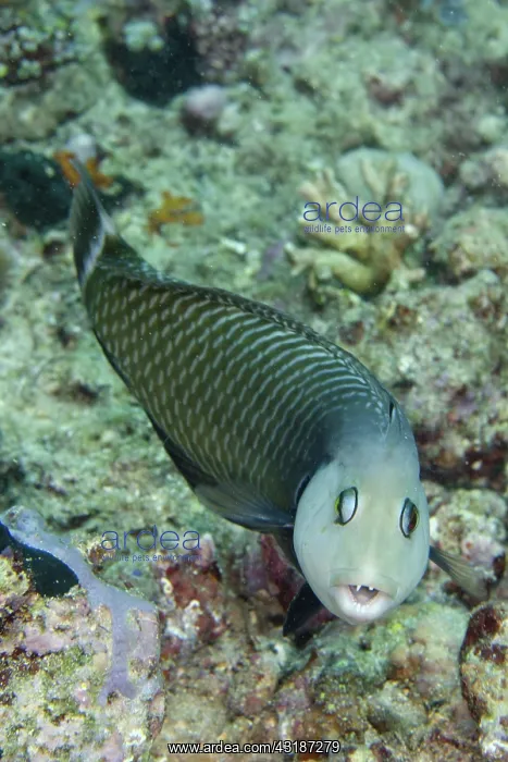 : 80188485 Rockmover Wrasse California Dreaming dive : 80188485 Rockmover Wrasse California Dreaming dive
