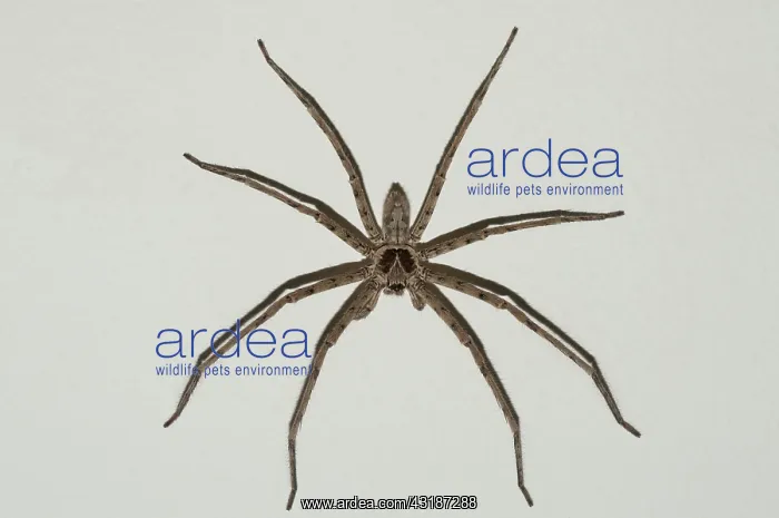 : 80188486 Brown Huntsman Spider Klungkung, Bali : 80188486 Brown Huntsman Spider Klungkung, Bali