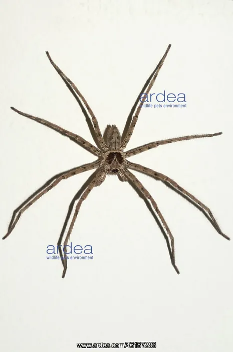 : 80188487 Brown Huntsman Spider Klungkung, Bali : 80188487 Brown Huntsman Spider Klungkung, Bali