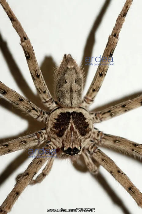 : 80188488 Brown Huntsman Spider Klungkung, Bali : 80188488 Brown Huntsman Spider Klungkung, Bali
