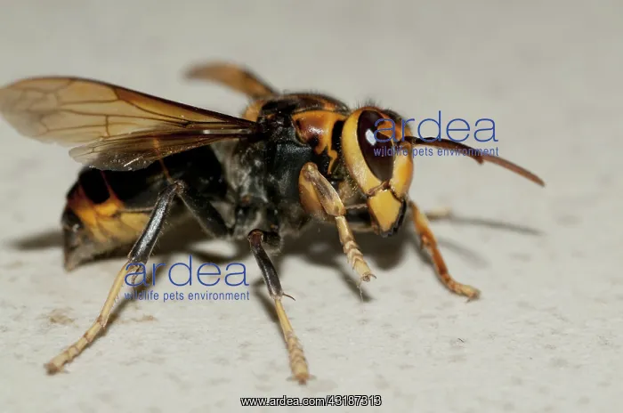: 80188489 Wasp Klungkung, Bali, Indonesia Hymenoptera : 80188489 Wasp Klungkung, Bali, Indonesia Hymenoptera