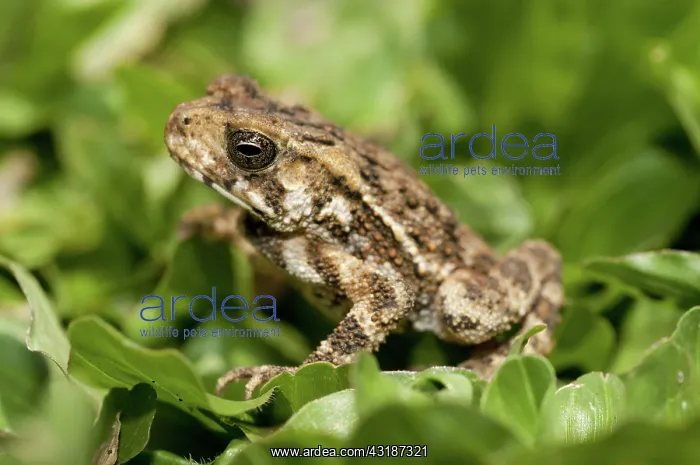  : 80188490 Toad - on grass Klungkung, Bali, Indonesia