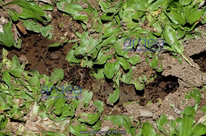 : 80188491 Black Harvester Ants - making trail through : 80188491 Black Harvester Ants - making trail through