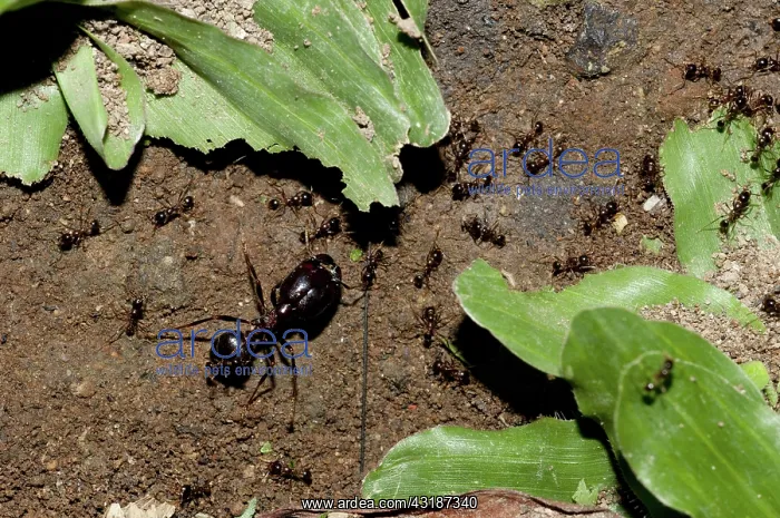: 80188492 Black Harvester Ants - making trail through : 80188492 Black Harvester Ants - making trail through