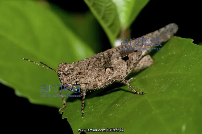 : 80188496 Grasshopper - on leaf Klungkung, Bali : 80188496 Grasshopper - on leaf Klungkung, Bali