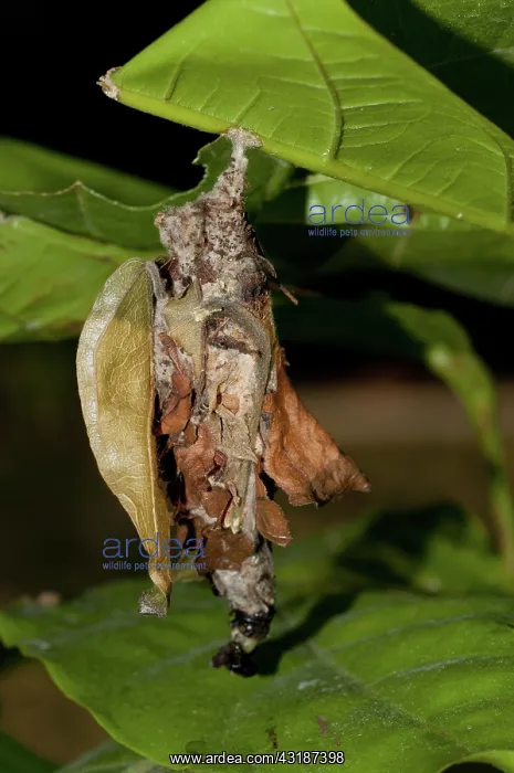 : 80188499 Chrsyalis - highly camouflaged under leaf : 80188499 Chrsyalis - highly camouflaged under leaf